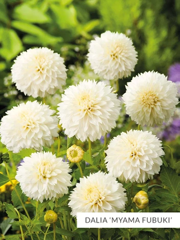 Zestaw Dalie Dekoracyjne