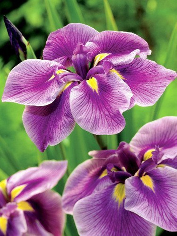 Zestaw Kosaćce Japońskie