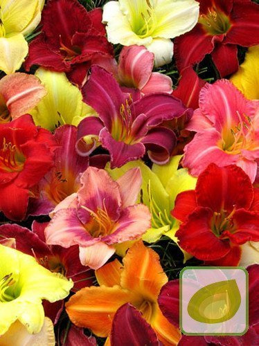 Liliowiec (Hemerocallis) Mix 5 szt.