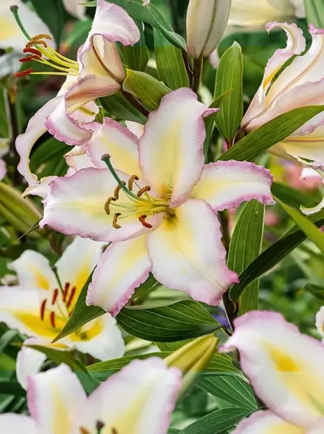 Lilia (Lilium) 'Hotline' 1 szt.