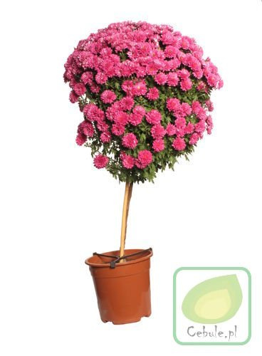 Chryzantema DRZEWKO Fioletowa 100 cm wysokosci MEGA HIT