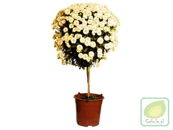 Chryzantema DRZEWKO Biała 100 cm wysokosci MEGA HIT