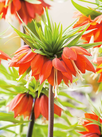 Szachownica (Frittilaria) 'Rubra' 1 szt.