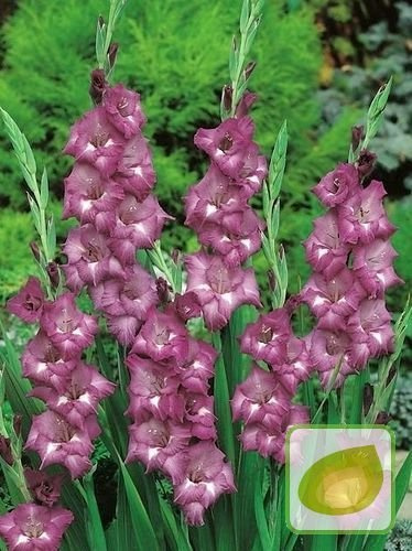 Mieczyk Tani (Gladiolus) Blue Isle