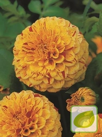 Dalia (Dahlia) Lupin Ben