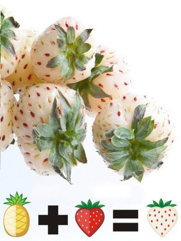 Truskawka Ananasowa (Fragaria) 'White Dream'