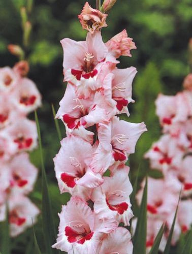 Mieczyk (Gladiolus) Wine & Roses