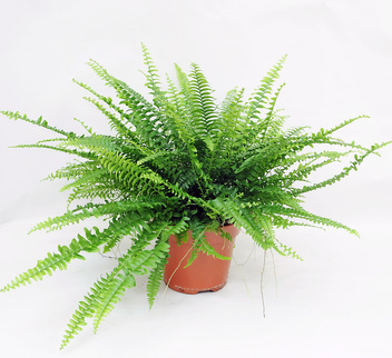 Paproć domowa (Nephrolepis exaltata Schott)