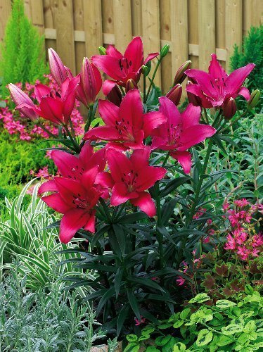 Lilia (Lilium) 'Fangio'