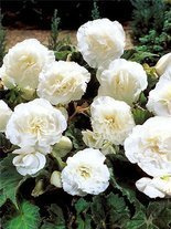 Begonia drobnokwiatowa (Begonia Multiflora Maxima) Biała 1 szt.