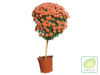 Chryzantema DRZEWKO Herbaciana 100 cm wysokosci MEGA HIT
