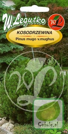 Nasiona Kosodrzewina