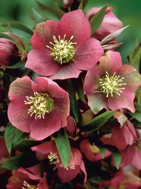 Ciemiernik wschodni (Helleborus orientalis)
