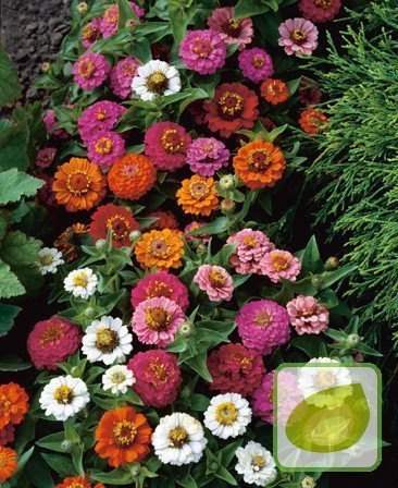 Nasiona Cynia Karłowa Thumbelina