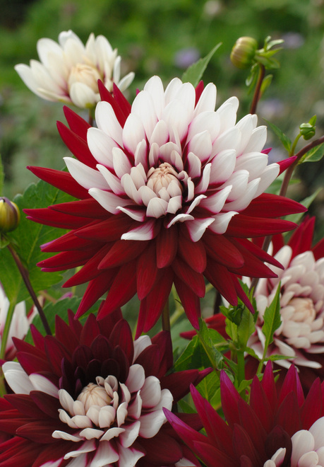 Dalia (Dahlia) 'Rebecca's World' 1 szt.