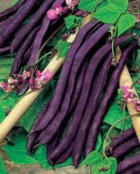 Nasiona Fasola Szparagowa Tyczna Fioletowa Blauhilde