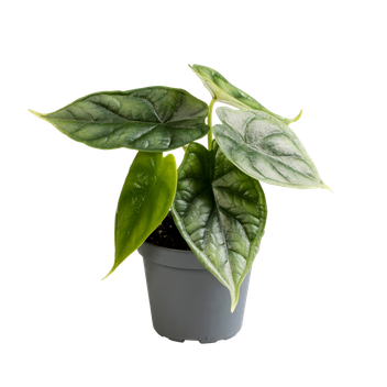 Alokazja Dragon Scale (Alocasia baginda dragon scale)