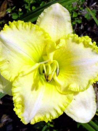 Liliowiec (Hemerocallis) Total Look