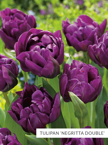 Kolekcja Niezwykłe Tulipany Fioletowe 25 szt.