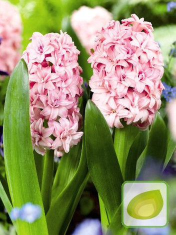 Zestaw Hiacynty Pełne