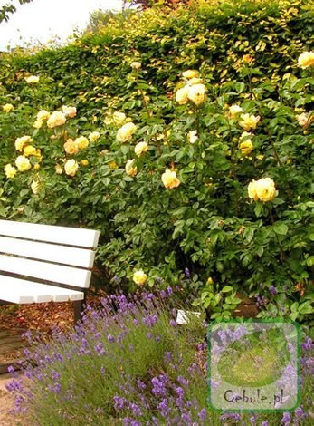 Róża (Rosa) China Town