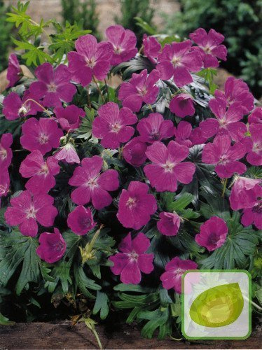 Bodziszek (Geranium) Sanguineum