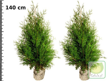 Piękne Sadzonki Tuja Brabant 140 cm wysokosci