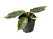   Filodendron White Wizard (Philodendron White Wizard)