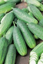 Nasiona Ogórek Gruntowy Libelle F1