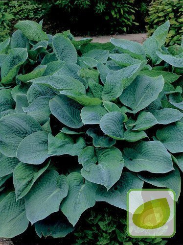 Funkia (Hosta) Elegans