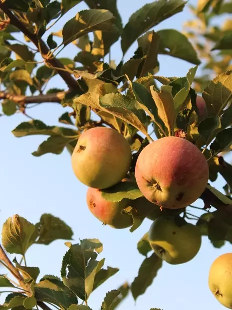 Jabłoń 'Koksa' Pomarańczowa