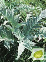 Nasiona Kard Bianco avorio biały - (Cynara cardunculus)