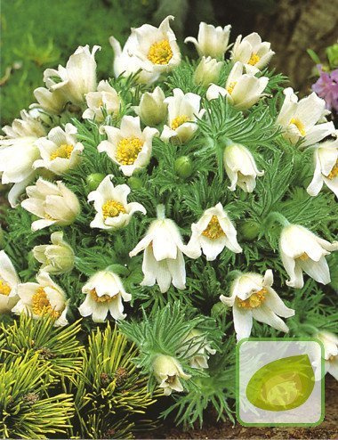 Sasanka (Pulsatilla) White