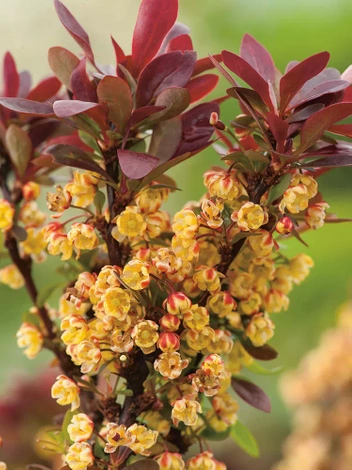 Berberys (Berberis thunbergii) 'Bagatelle'