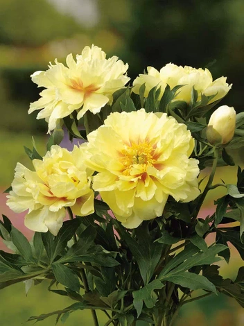 Piwonia (Paeonia) ITOH Bartzella