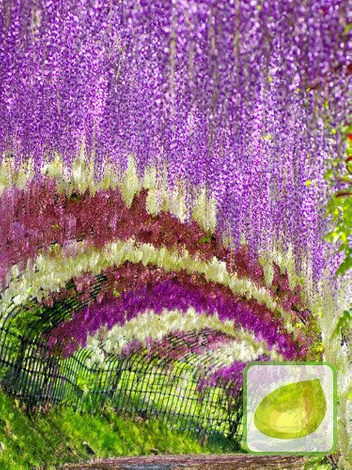 Glicynia (Wisteria floribunda) 'Honbeni' Różowa