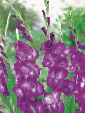 MEGA Zestaw Mieczyki