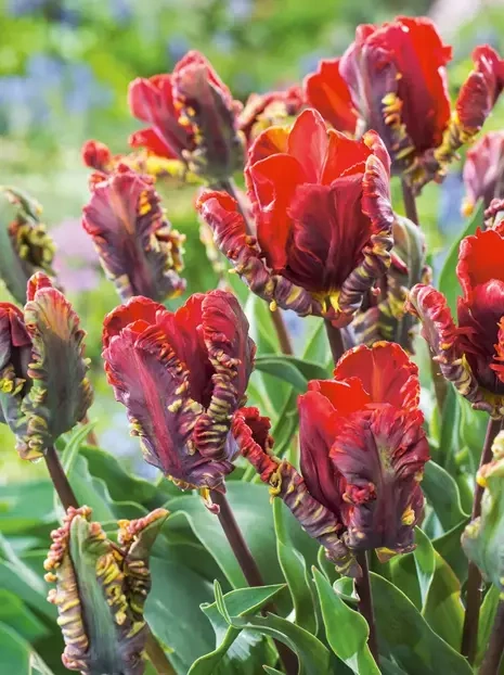 Tulipan Papuzi (Tulipa) 'Rococo' 5 szt.