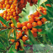 Rokitnik zwyczajny (Hippophae rhamnoides) ŻEŃSKI - Owocujące Sadzonki