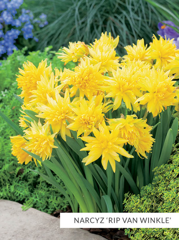 Zestaw NARCYZY Botaniczne 25 szt.