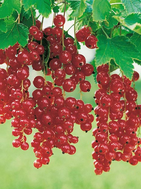 Porzeczka Czerwona (Ribes rubrum) - Krzew Owocowy