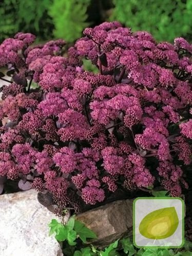 Rozchodnik (Sedum) Xenox