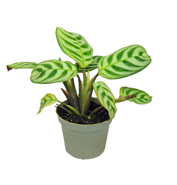 Maranta Leuconeura Amabilis (Maranta leuconeura)