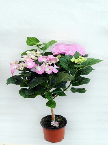 Hortensja Drzewko 70 cm wysokości