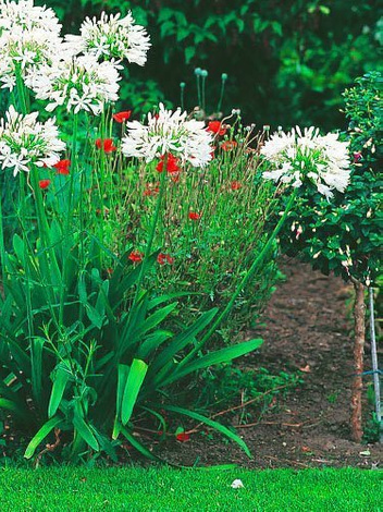 Agapant (Agapanthus) 'Albus' 1 szt.