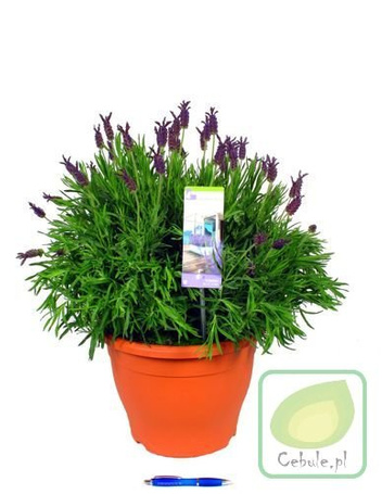 Lawenda Hidcote GIGANTYCZNA KWITNĄCA SADZONKA 60 cm wysokości