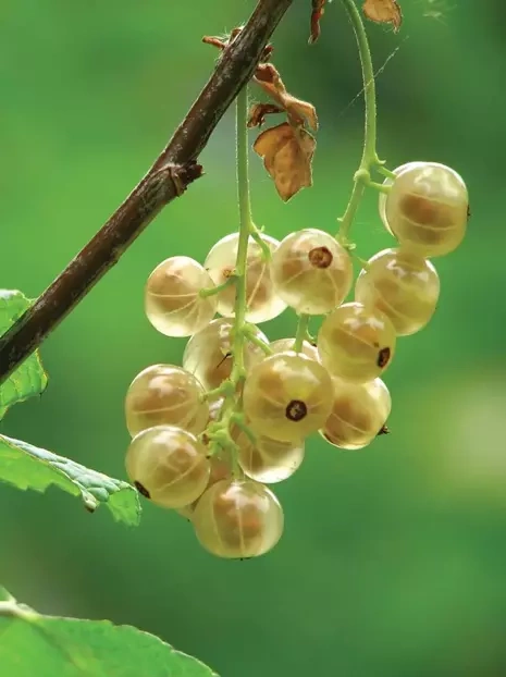 Porzeczka Biała Wersalska