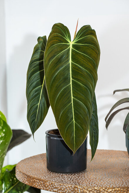 Filodendron Melanochrysum (Philodendron Melanochrysum)