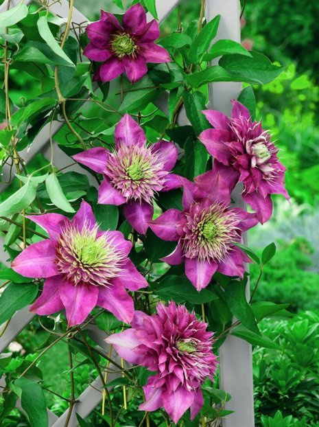 Powojnik (Clematis) 'Kardynał Wyszyński'