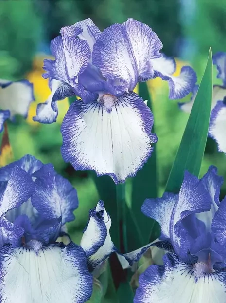 Kosaciec bródkowy (Iris Germanica) Earl of Essex